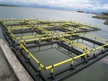 4sq. M To 200sq. M Circular Floating Fish Cage Diameter 6m To 90m