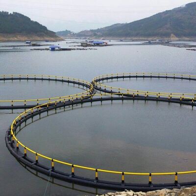 Round HDPE Floating Fish Cage Anti Aging Commercial Aquaculture Net Cage for Freshwater Tilapia High Density Breeding