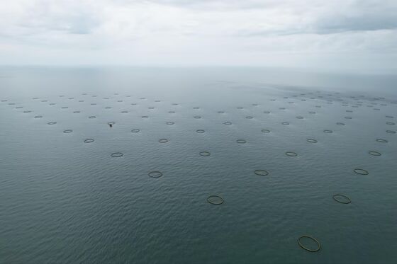 Professional HDPE fish cage manufacturer and supplier from China. We provide durable PE100 aquaculture cages customized for offshore waters. Competitive price & full installation support.