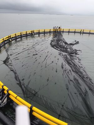 Manufacturer of Durable Aquaculture Fish Cages for Worldwide Clients, Built to Last 25 Years