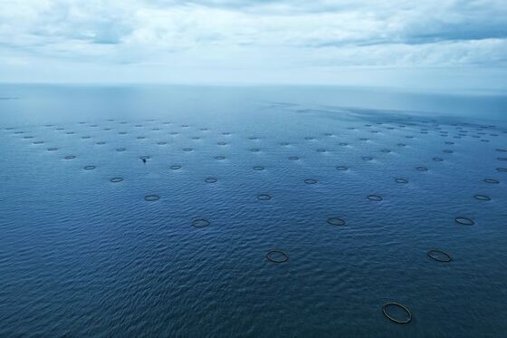 Traditional floating fish cages cannot withstand offshore swells.We offer wind-resistant heavy HDPE fish cages.