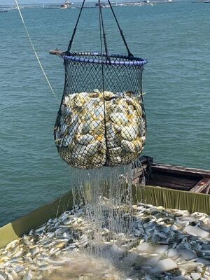 Fast fish growth in HDPE Fish Cage