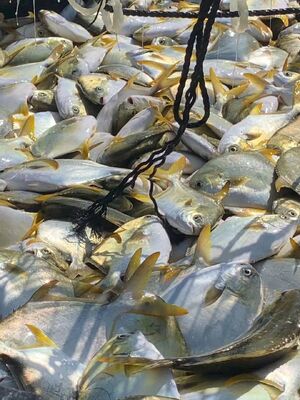 Are you searching for HDPE fish cages that support higher stocking density?