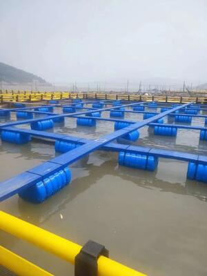 Fish raised in our premium HDPE fish cages consistently fetch a premium market price