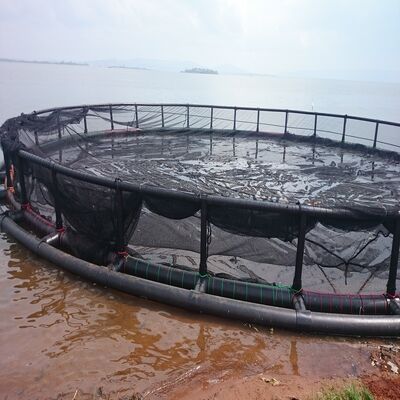 Durable PE Circular Fish Cage 15m‑50m Diameter For Marine Aquaculture