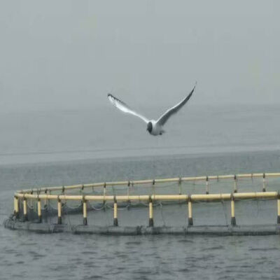 Cold Resistant HDPE Fish Cage for Low Temperature Water Area