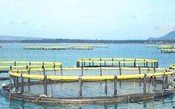 4sq. M To 200sq. M Circular Floating Fish Cage Diameter 6m To 90m