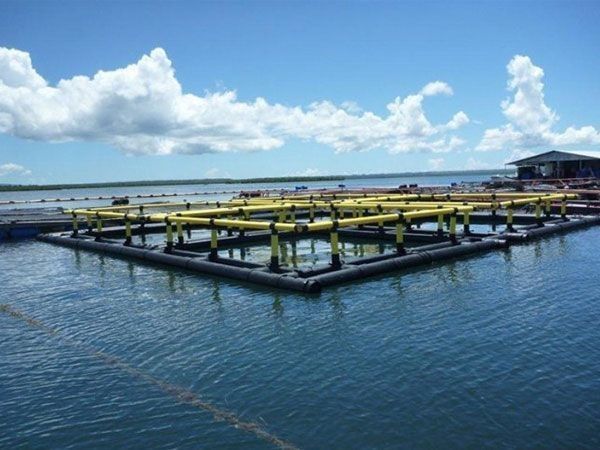 Square HDPE Fish Cage 6X6m Round Dependable For Floating Fish Farming In Lake Or River