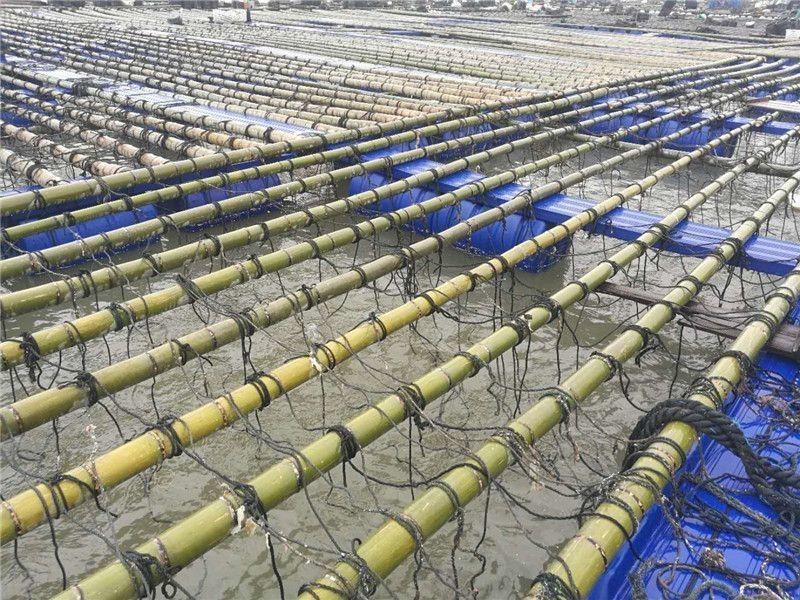 Dock Pontoon Floating Fish Cage Harvesting Machinery Type For Fishing Auxiliary Machinery