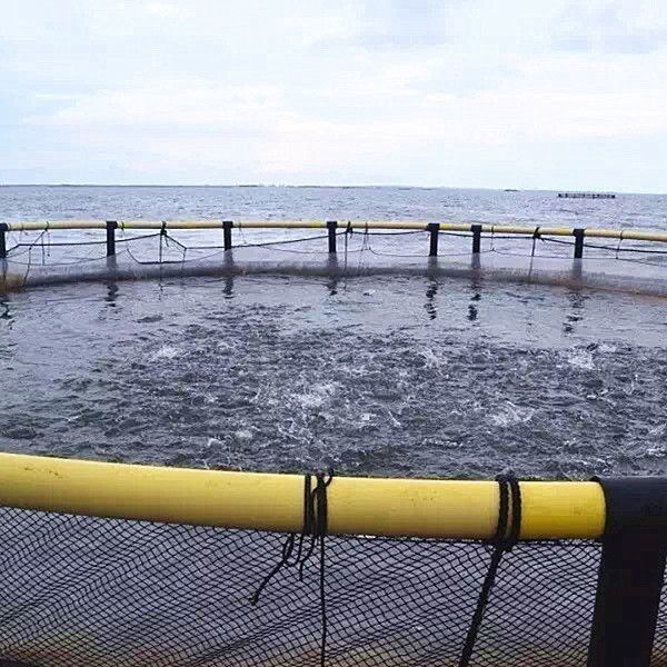 Material Handling Machinery Fish Farming Cage 250.00cm * 110.00cm * 6.80cm Package for Aquatic