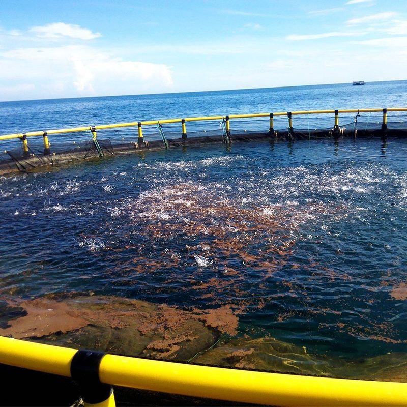 Deep Water Floating HDPE Fish Cage Floating Pipe 200mm for Fish Farming