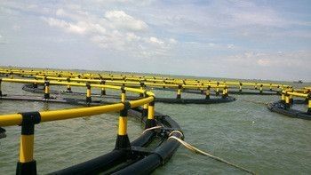 Offshore Aquaculture Farming Machinery in High Technology with ISO9001 2008 Certification