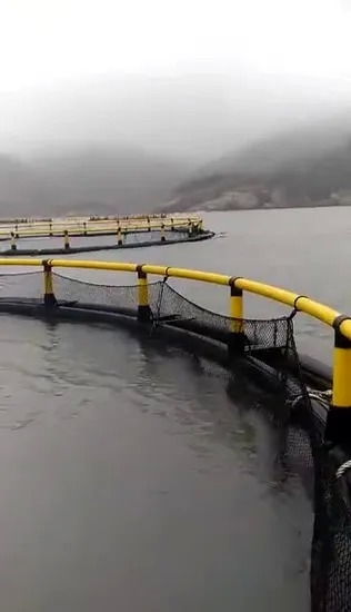 HDPE Circular Fish Cage 10m-50m Diameter with PE Knotless Net