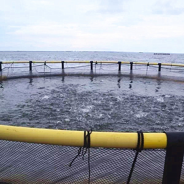 HDPE Round Fish Farming Cage 10m-50m Diameter with 200mm-400mm Pipe