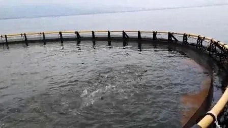 HDPE Floating Fish Cage 10m-50m Diameter with 200mm-400mm Pipe