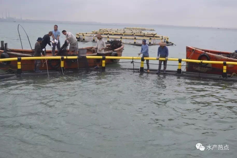 HDPE Offshore Fish Farming Cage System 10m-50m Diameter