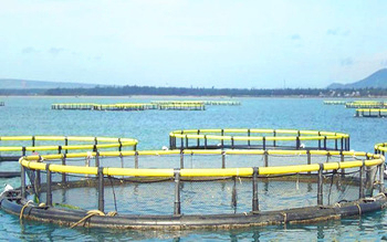 Anti-Fouling Circular Fish Cage with HDPE Floating Pipe for Aquaculture Farming -60°C/+80°C Temperature Range 50000 Ton Capacity 50-Year UV Resistance