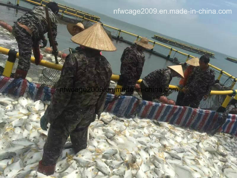 Polyethylene Floating Fish Cage with 15-Year Lifespan and 12-Grade Typhoon Resistance for 4sq. m to 200sq. m Aquaculture