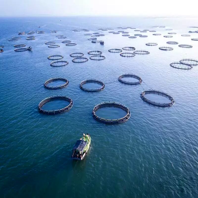 Large Round Floating Fish Cage Weather Resistant Commercial Aquaculture Net Cage for Tilapia and Shrimp High Density Farming