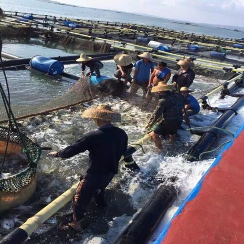 Industrial Square Fish Rearing Cage Full Floating Aquaculture Net Cage High Toughness HDPE Structure For Inland Water Large Scale Fish Farming