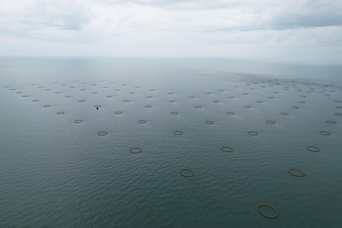 Professional HDPE fish cage manufacturer and supplier from China. We provide durable PE100 aquaculture cages customized for offshore waters. Competitive price & full installation support.