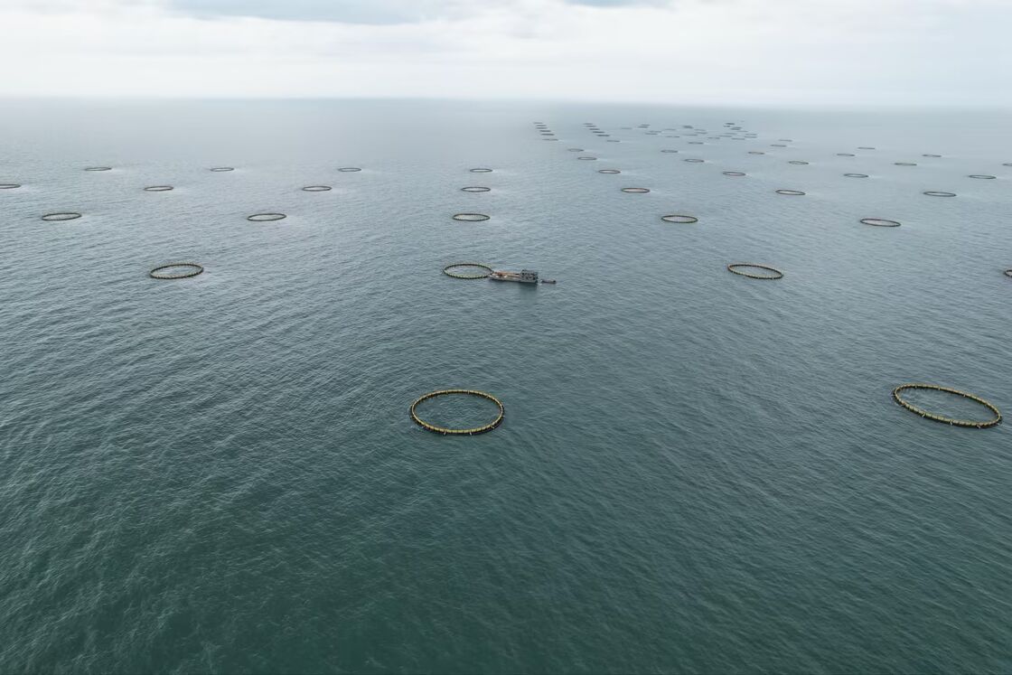 Professional HDPE fish cage manufacturer and supplier from China. We provide durable PE100 aquaculture cages customized for offshore waters. Competitive price & full installation support.