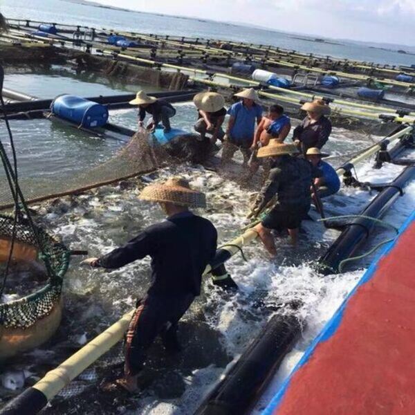 Low Maintenance 2×2 Square HDPE Aquaculture Cage, Strong Anti-UV and Anti-aging Performance, Withstands Wind Force 12-16, Best for Personal Lake Fish Rearing Business