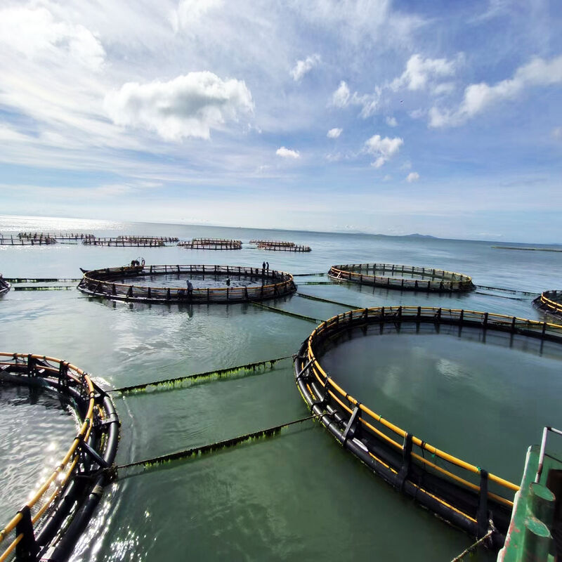 HDPE Circular Floating Fish Cage, Reinforced Complete Cage for Adult Fish Culture in Deep Water