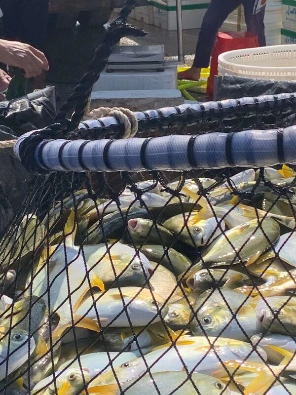 Are you searching for HDPE fish cages that support higher stocking density?