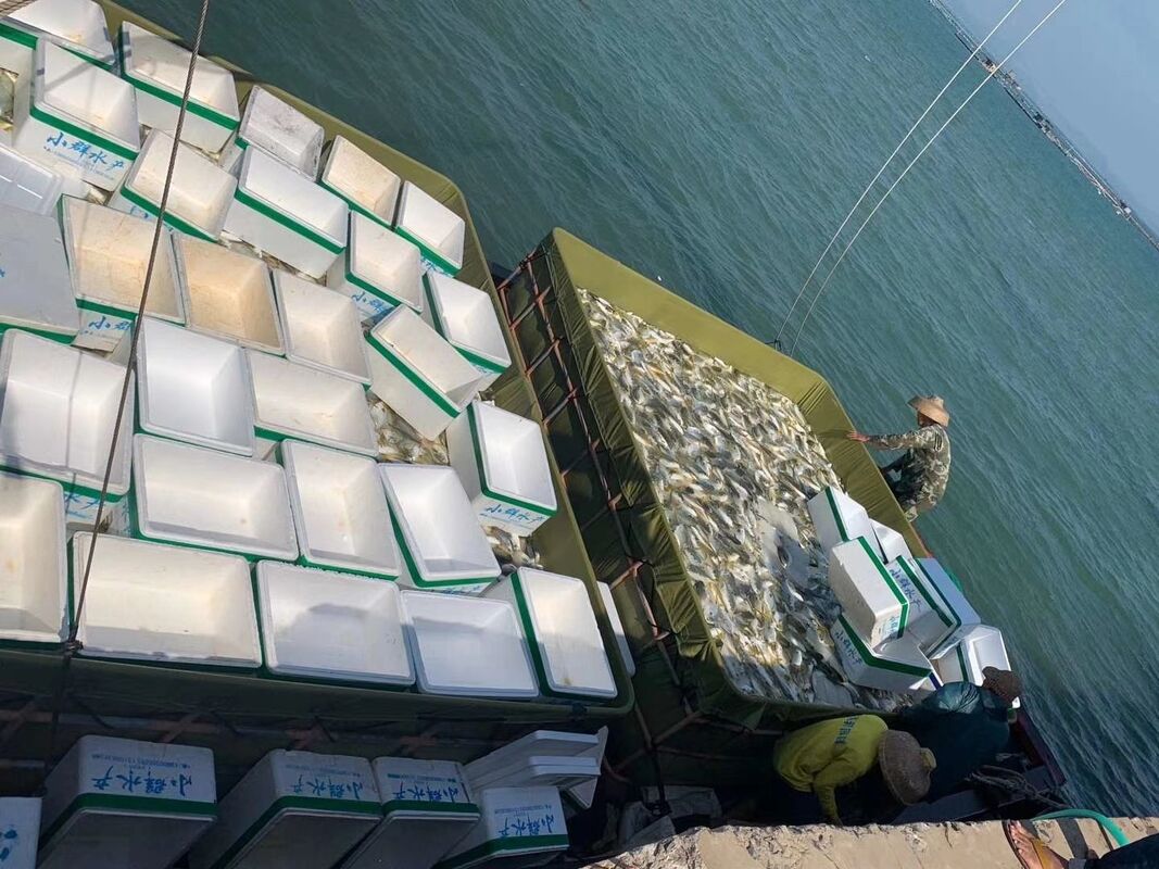 Anti-wave & anti-escape design supports stable catfish culture within 22–26kg/m³ stocking density