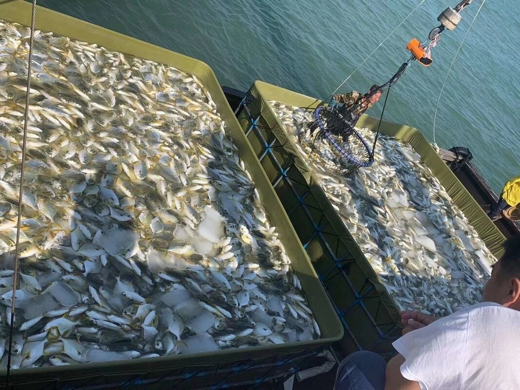 Anti-wave & anti-escape design supports stable catfish culture within 22–26kg/m³ stocking density