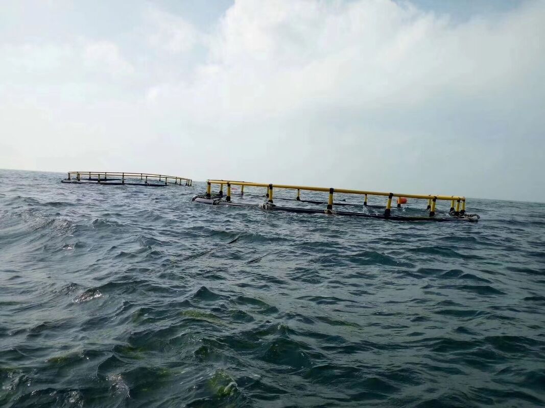 Strong fish cage structure prevents fish escape while maintaining catfish intensive culture density