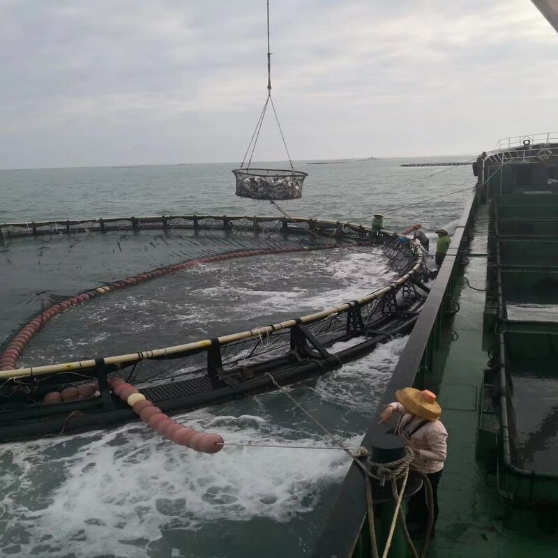 Shrimp Farming HDPE Cages | Anti-Escape Bottom Net Design | For Vannamei & Tiger Shrimp