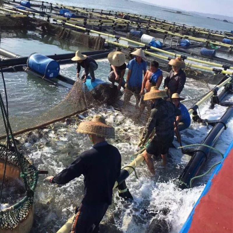 Live Fish Holding & Grading Cages | Pre-Sale Storage / Size Sorting / Quarantine | Flexible & Efficient