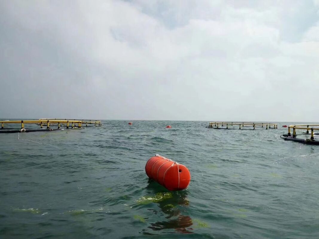 Curious about HDPE floating fish cage? Learn about its main benefits and farming capacity