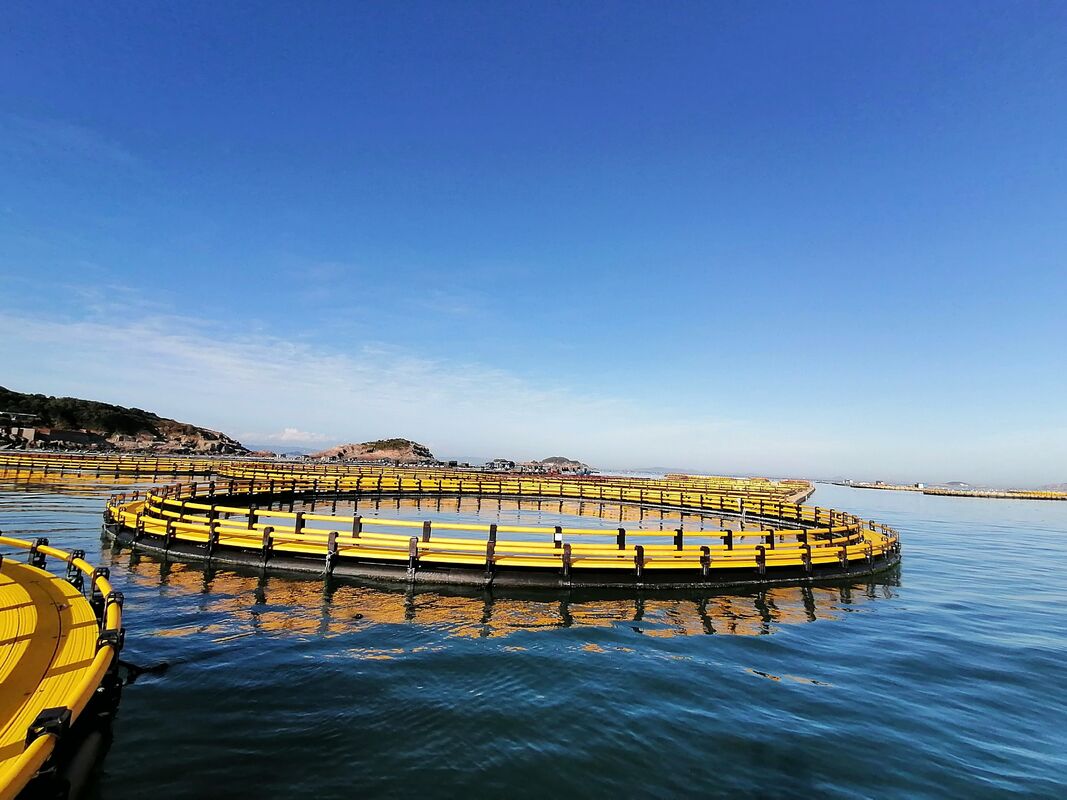 Work smarter, not harder. Scale your biomass the professional way-an HDPE Fish Cage is an efficient asset, not a daily chore.
