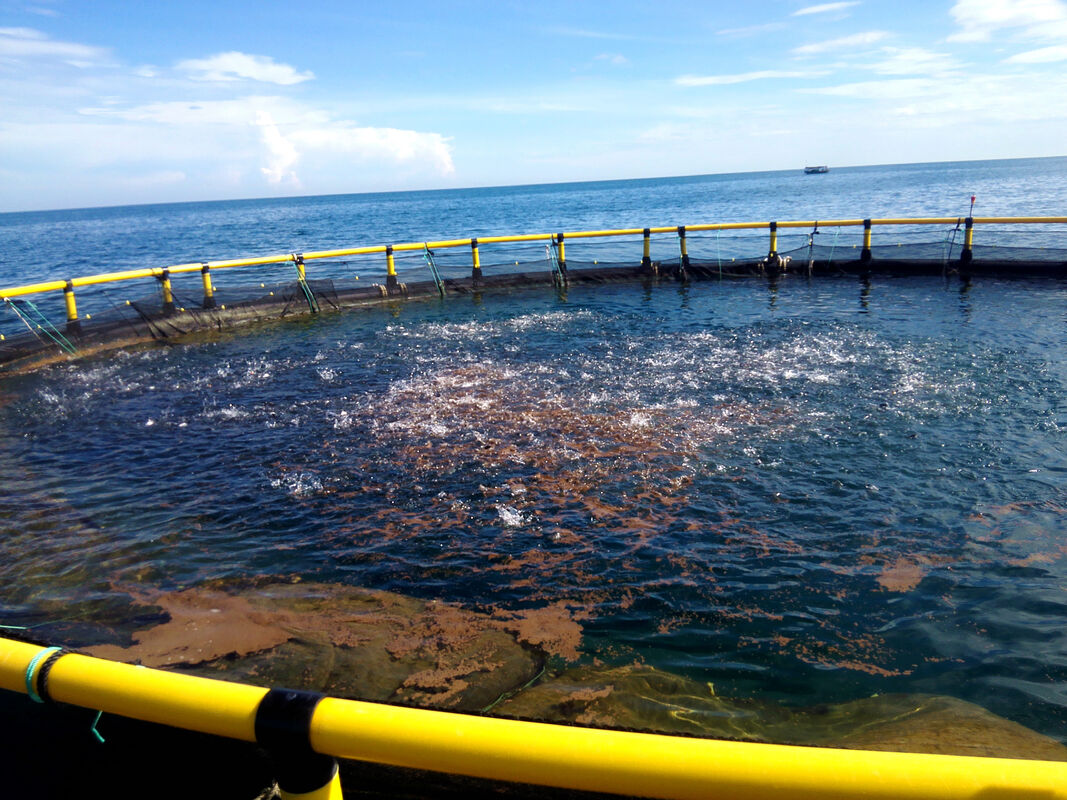 The Smart Choice for Ghana Aquaculturists: Premium HDPE Fish Cages for Peak Prices