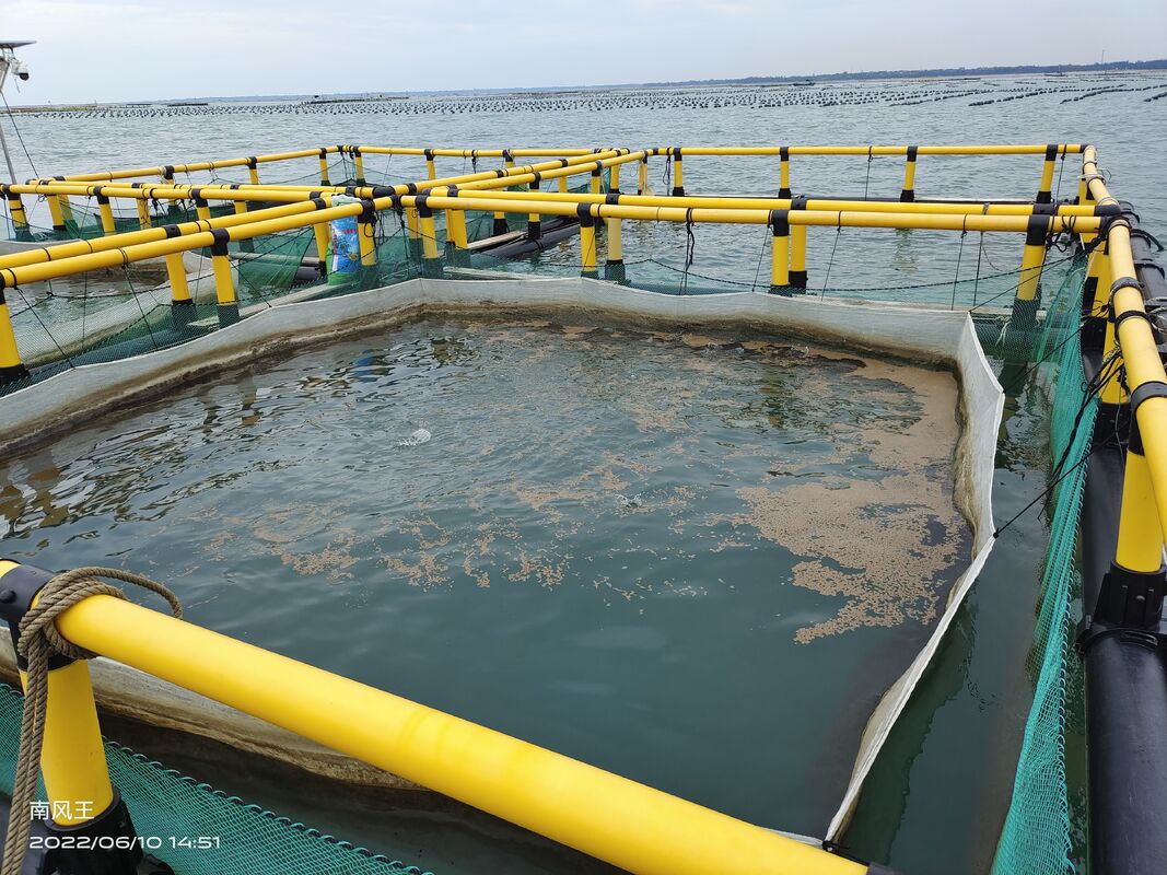 6m x 6m Square HDPE Fish Cage for Tilapia Farming with Multi-Cell Floating Net Cage