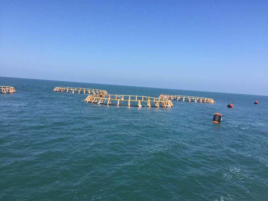 Bigger space, healthier fish, massive profits: The HDPE Fish Cage revolution.