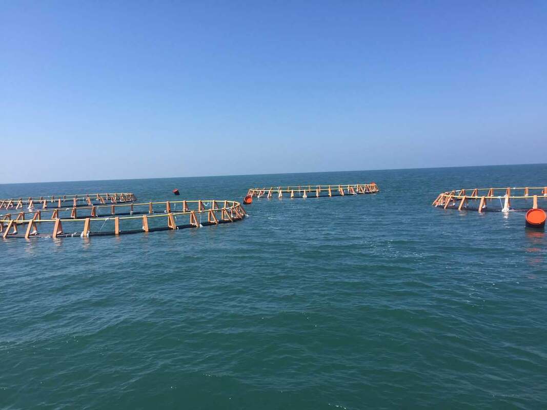 Bigger space, healthier fish, massive profits: The HDPE Fish Cage revolution.