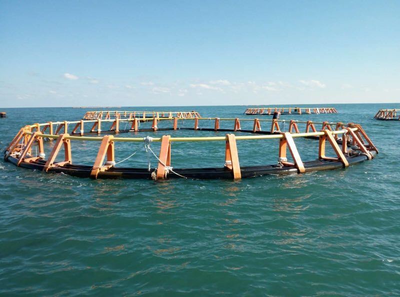 Bigger space, healthier fish, massive profits: The HDPE Fish Cage revolution.