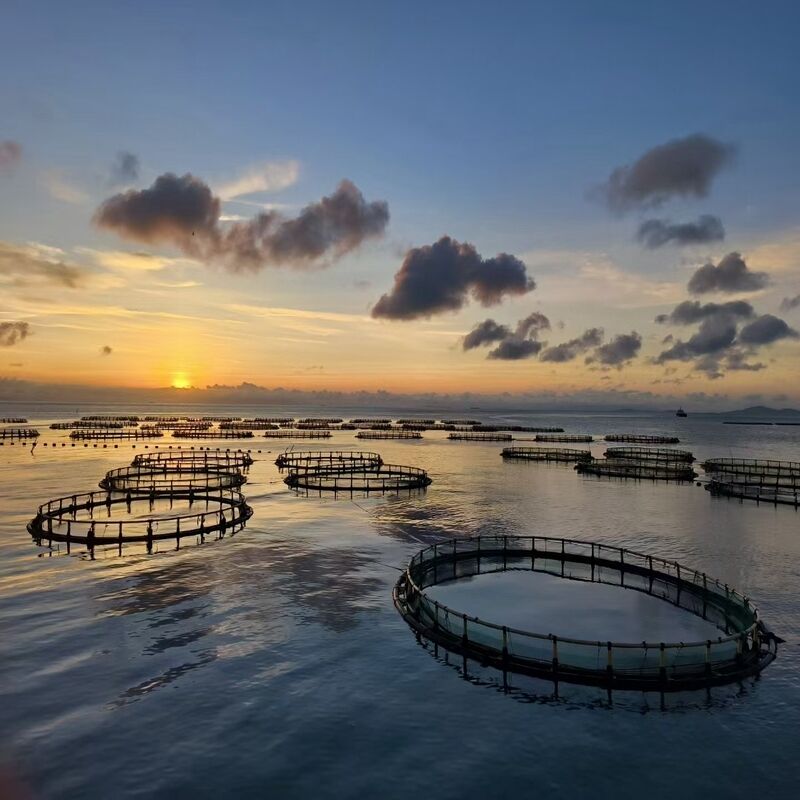 Gravity Deep Offshore Aquaculture Cage, Large Volume Facility for High-Density Fish Farming