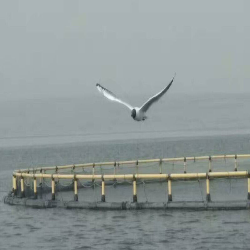 Cold Resistant HDPE Fish Cage for Low Temperature Water Area