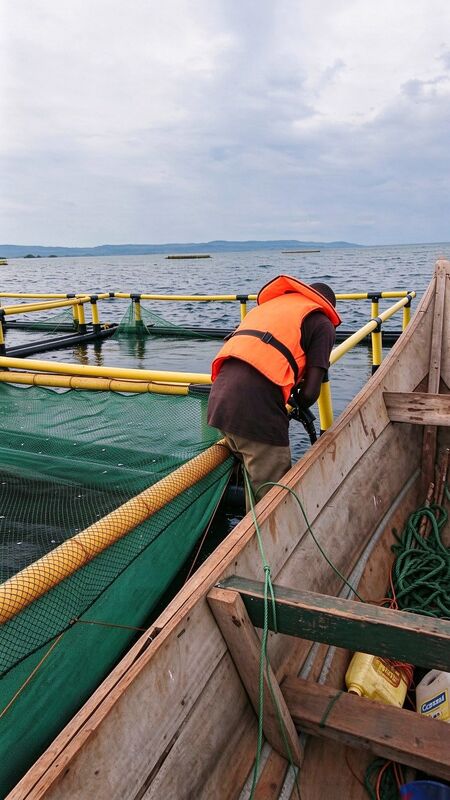 Wave-Resistant HDPE Fish Cages for High-Density Nile Tilapia Farming in Lakes;High Yield & Stable Profit