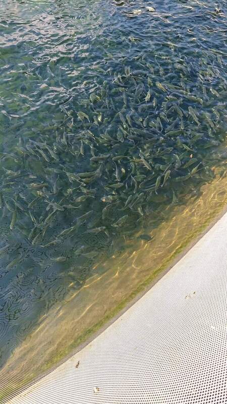 Wave-Resistant HDPE Fish Cages for High-Density Nile Tilapia Farming in Lakes;High Yield & Stable Profit