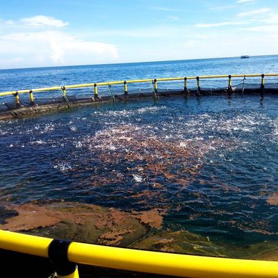 Dobra cena. Głębokowodne pływające HDPE klatki rybne pływające rury 200 mm do hodowli ryb w Internecie