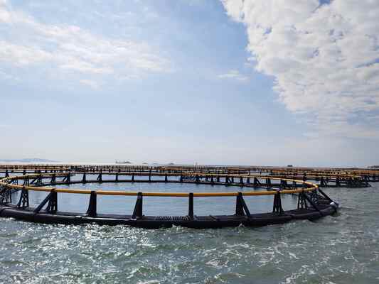 Legendary Master Cages Built to Resist Strong Wind Sand Rough Waves and Temperature Difference for Syria Aquaculture