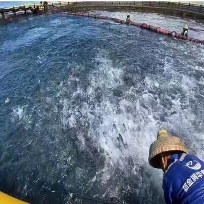  Large Perimeter Anti-Wave Circular Deep-Sea Cage, Special Equipment for Open-Sea Commercial Aquaculture