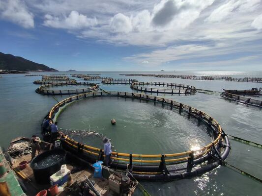 Great water exchange improves survival rate for milkfish intensive farming of 20–24kg/m³