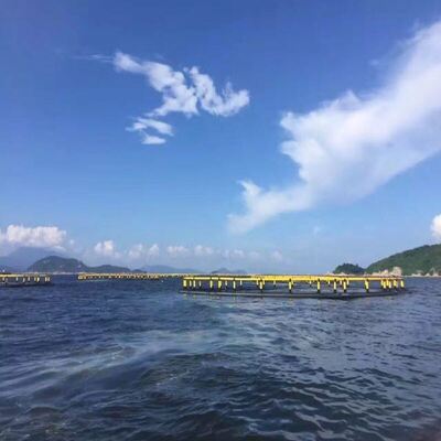 Multiple Mesh Sizes Available | Fits Tilapia, Grouper, Catfish, Shrimp & More